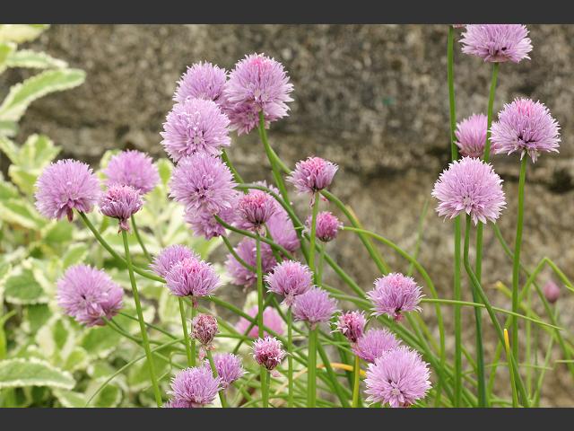 http://www.aphotoflora.com/images/alliaceae/allium_schoenoprasum_chives_flowers_15-05-11_1.jpg