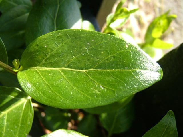 vinca leaf