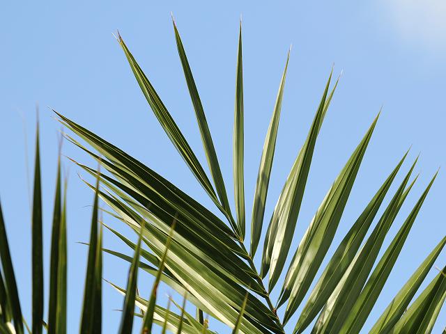 date tree leaves. Canary Island Date Palm