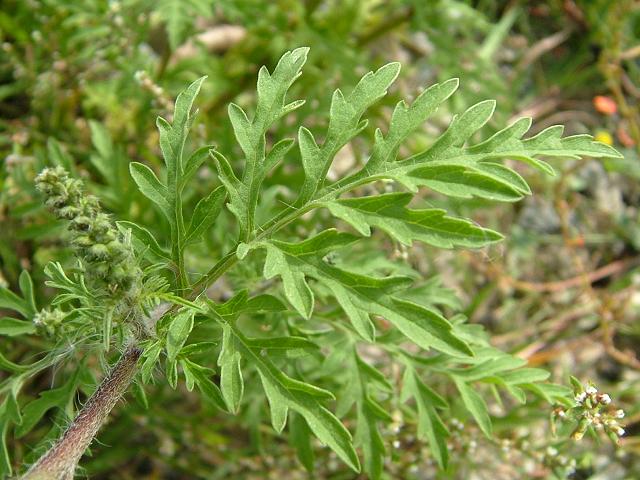 http://www.aphotoflora.com/images/asteraceae/ambrosia_artemisiifolia_ragweed_leaf_upperside_10-09-06.jpg