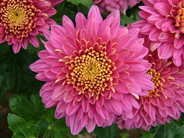 Pink Chrysanthemum Flower  Flowers  Pinterest