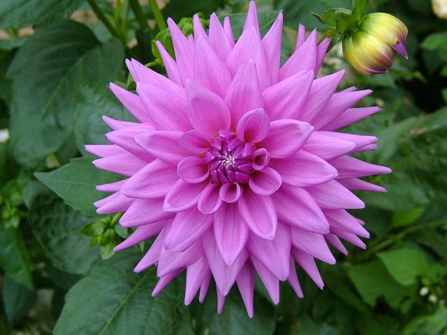 http://www.aphotoflora.com/images/asteraceae/dahlia_hybrid_flower_pink_04_1.jpg