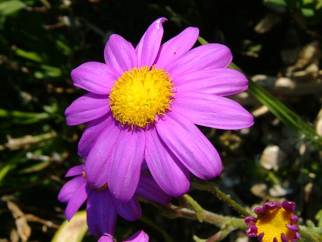 Senecio elegans Purple Ragwort Asteraceae Images