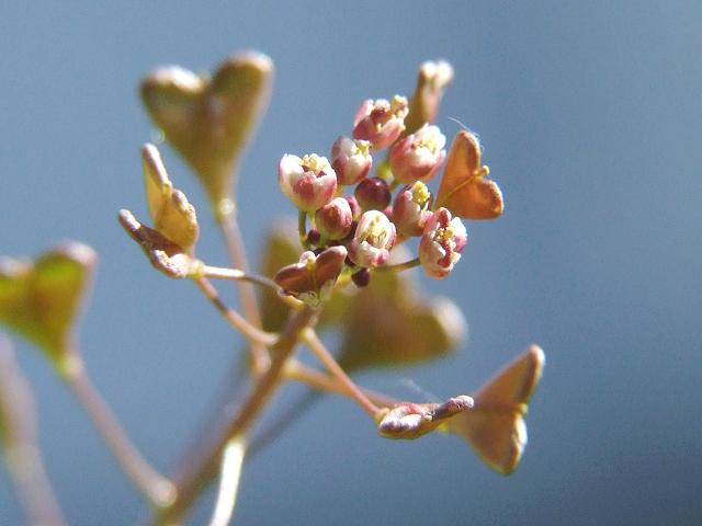 http://www.aphotoflora.com/images/brassicaceae/capsella_rubella_red_shepherds-purse_00_flowers_23-05-07.jpg