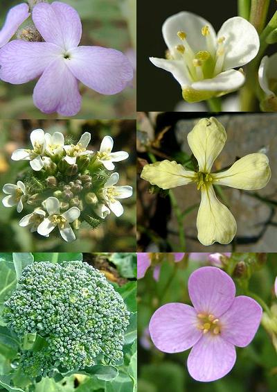 Family Index for Brassicales Cabbage Mignonette Nasturtium