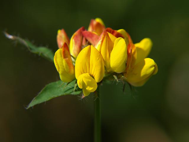 Lotus Pedunculatus