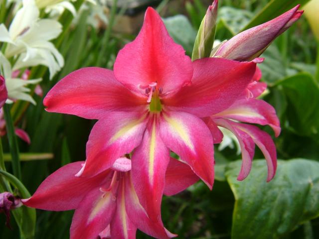 http://www.aphotoflora.com/images/iridaceae/gladiolus_x_covillei_00_red_rubra_flower.jpg