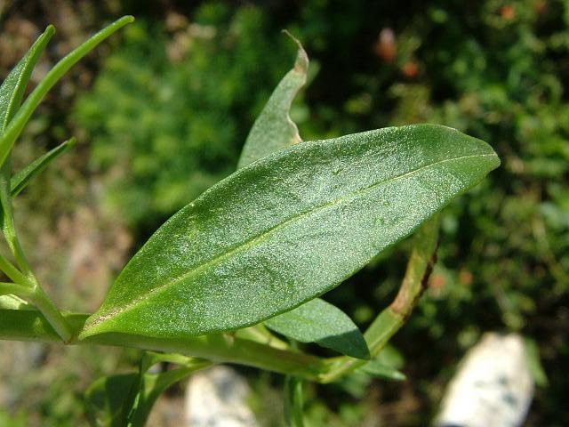 Antirrhinum majus Snapdragon (Plantaginaceae Images)