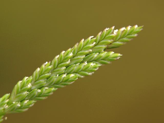 Grass Fern