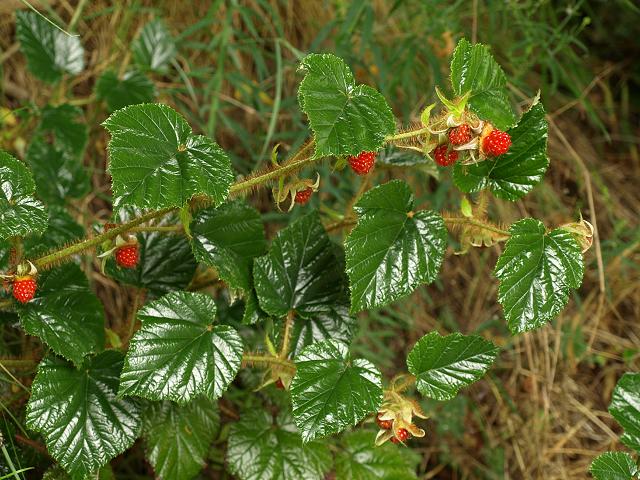 Image result for chinese bramble