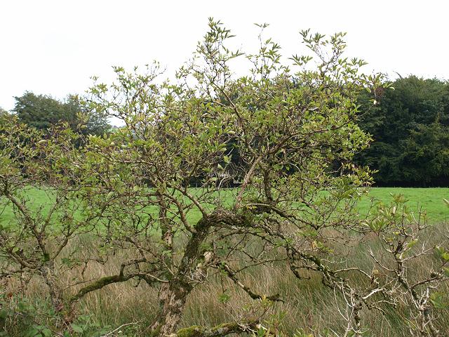 Sambucus nigra Elder Adoxaceae Images