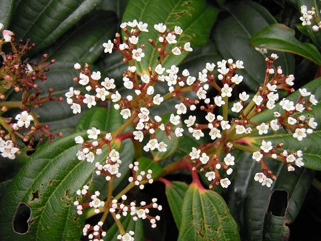 Viburnum davidii Adoxaceae Images