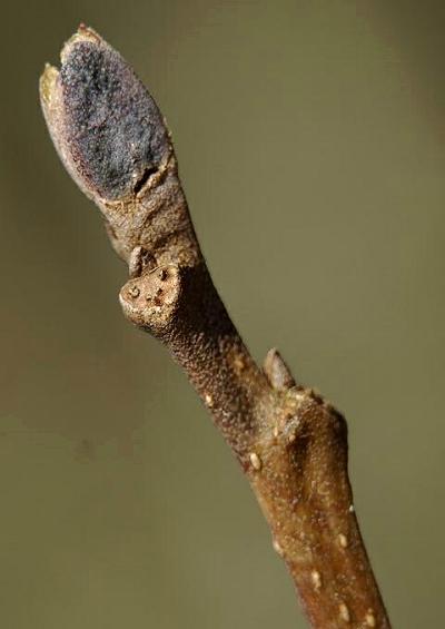 Betulaceae Birch Family
