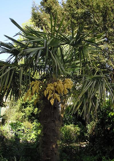 Arecaceae Palm Family