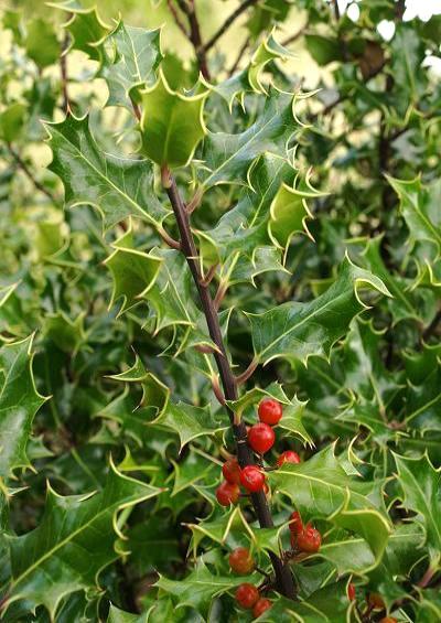 Aquifoliaceae Holly Family