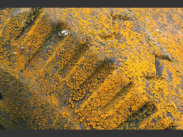 Trentepohlia aurea Algae Images