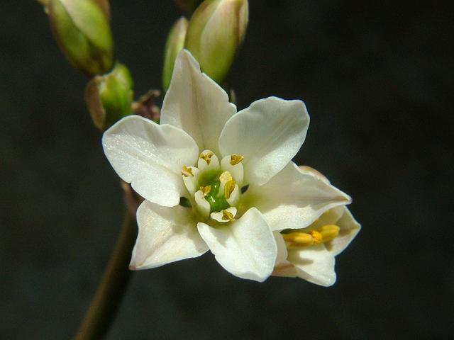 Nothoscordum borbonicum Honeybells Alliaceae Images