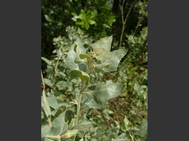 Atriplex halimus Shrubby Orache Amaranthaceae Images