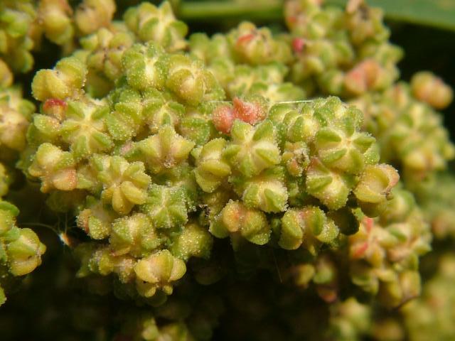 Chenopodium quinoa Amaranthaceae Images
