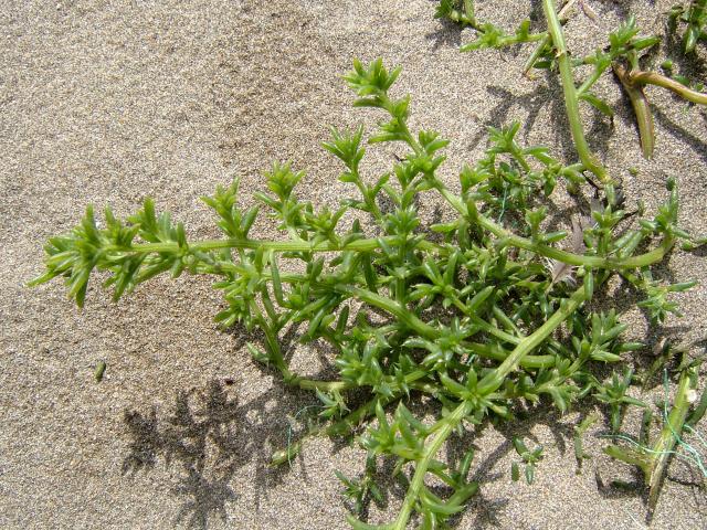 Salsola kali Saltwort Amaranthaceae Images