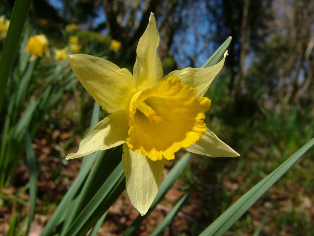 Narcissus pseudonarcissus Wild Daffodil Amaryllidaceae Images