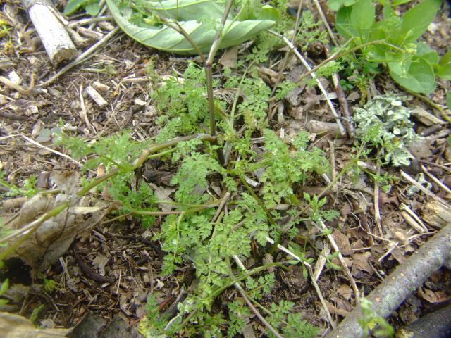 Anthriscus caucalis Bur Chervil or Bur Parsley Apiaceae Images