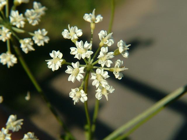 Physospermum cornubiense Cornish Bladderseed Apiaceae Images