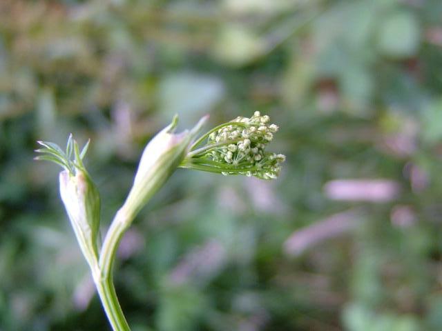 Pimpinella major Greater Burnet Saxifrage Apiaceae Images