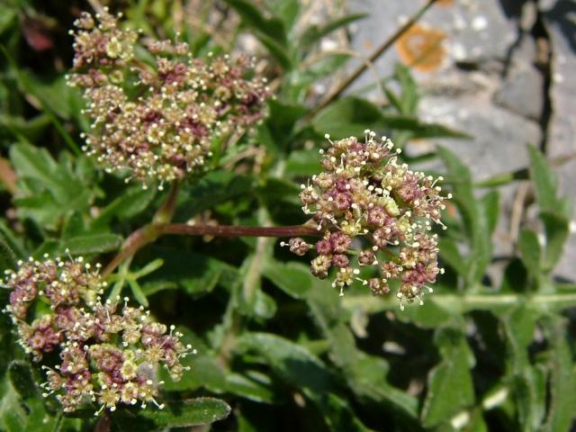 Trinia glauca Honewort Apiaceae Images