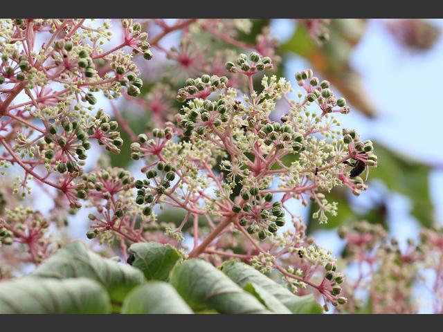 Aralia elata Japanese Angelica Tree Araliaceae Images