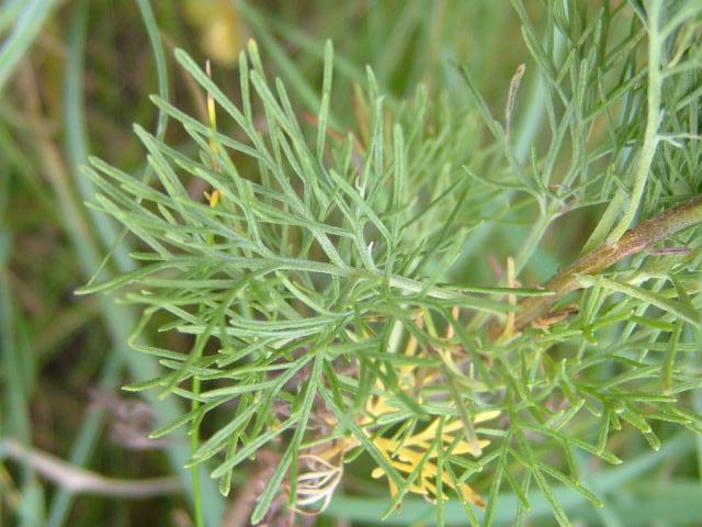 Artemisia abrotanum Southernwood Asteraceae Images