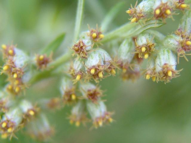 Artemisia vulgaris Mugwort Asteraceae Images