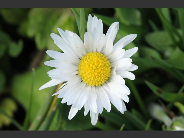 Bellis perennis Daisy Asteraceae Images
