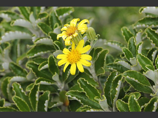 Brachyglottis monroi Monros Ragwort Asteraceae Images