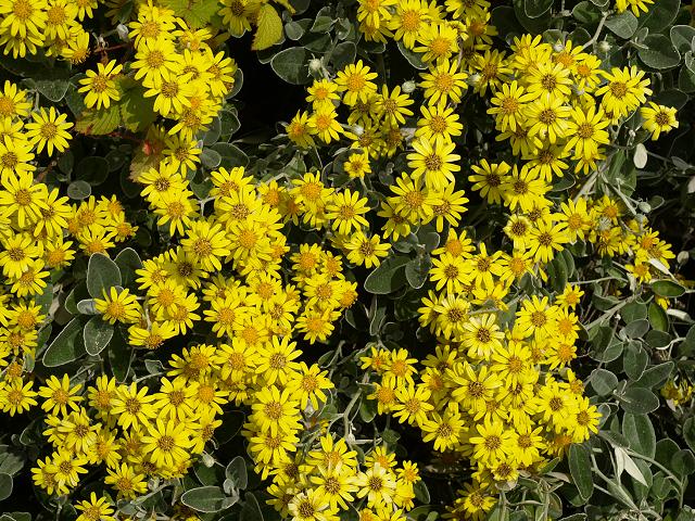 Brachyglottis jubar Shrub Ragwort Senecio Sunshine Daisy Bush Asteraceae Images