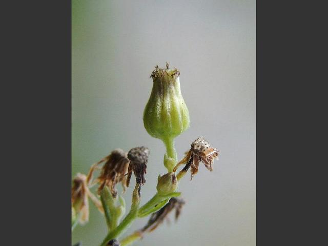 Conyza sumatrensis Guernsey Fleabane Asteraceae Images