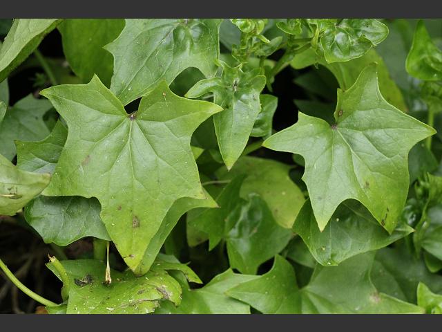 Delairea odorata German Ivy Cape Ivy Asteraceae Images