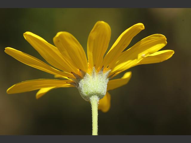 Euryops pectinatus Golden Daisy Bush Asteraceae Images