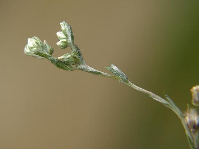 Filago minima Small Cudweed Asteraceae Images