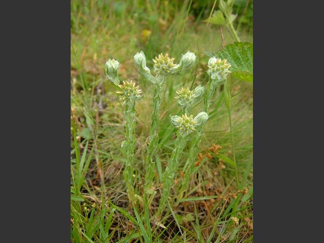 Filago vulgaris Common Cudweed Asteraceae Images