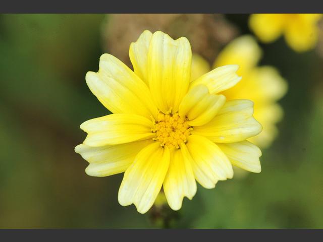 Glebionis coronarium Crown Daisy Asteraceae Images