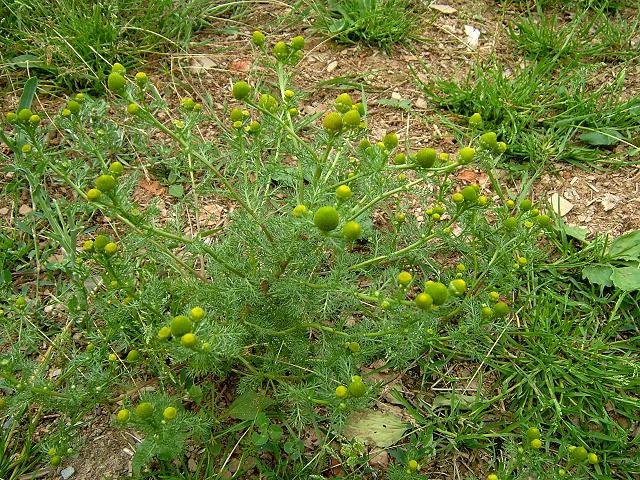 Matricaria discoidea Pineapple Weed Asteraceae Images