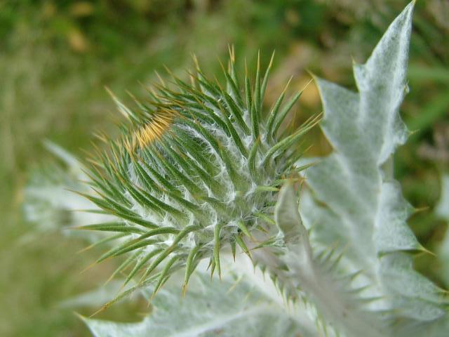 Onopordon acanthium Cotton or Scottish Thistle Asteraceae Images
