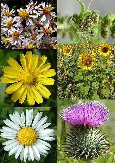 Family Index for Asterales Daisy Dandelion Ragwort Thistle