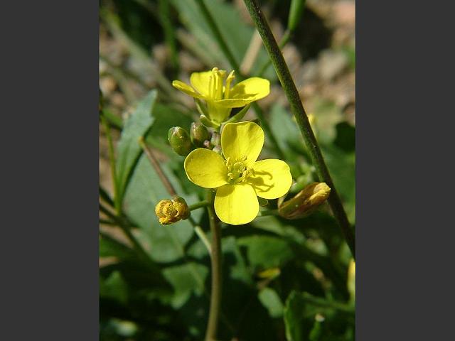 Diplotaxis muralis Stinkweed or Annual Wall Rocket Brassicaceae Images