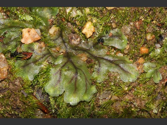 Marchantia polymorpha subspecies polymorpha Mountain or Star or Common Liverwort Images