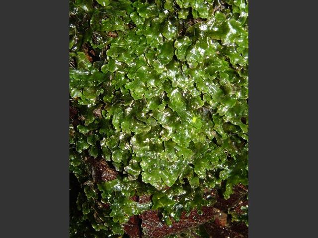 Pellia epiphylla - Overleaf or Common Pellia (Liverwort Images)