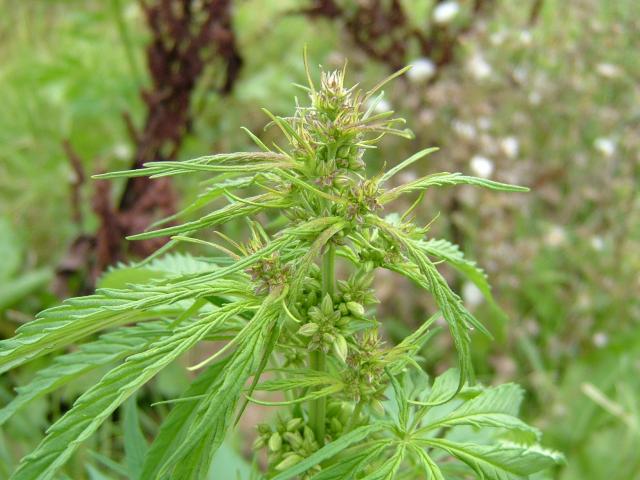 Cannabium sativa Hemp or Cannabis Cannabaceae Images