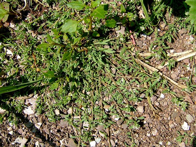 Corrigiola litoralis Strapwort Caryophyllaceae Images
