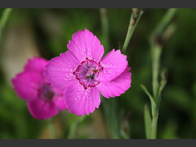 Dianthus deltoides Maiden Pink Caryophyllaceae Images